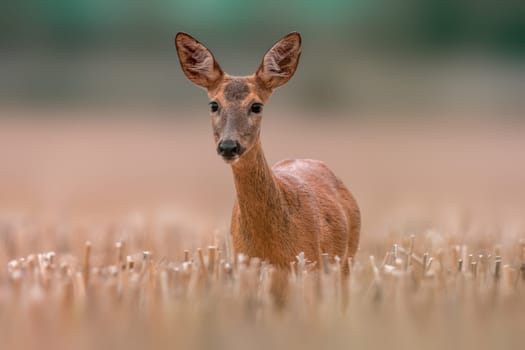 a beautiful roe deer doe stands on a harvested field in summer