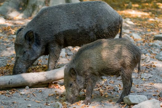 a wild boar family in a deciduous forest in spring