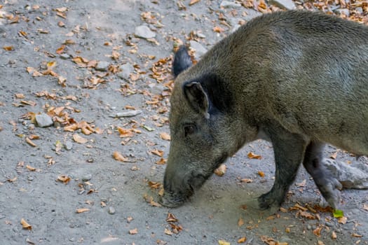 one a wild boar in a deciduous forest in autumn