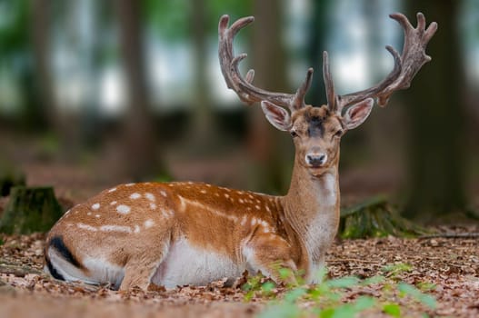 a handsome fallow deer buck is sitting in the forest and relaxing