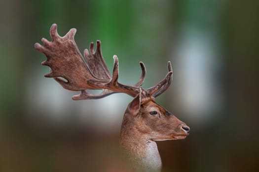 a portrait of a pretty fallow deer buck