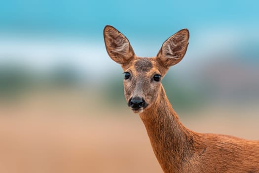 a colorful portrait of a beautiful deer doe