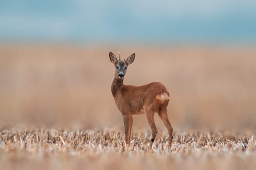 a young roebuck stands on a harvested field in summer