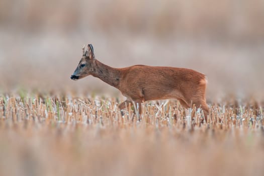 a young roebuck stands on a harvested field in summer