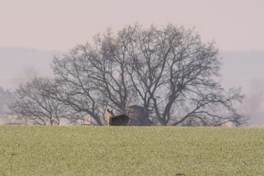 a adult roe deer doe stands on a frozen field in winter