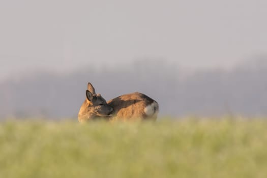 a young roebuck stand on a meadow in spring