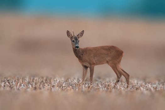 a young roebuck stands on a harvested field in summer