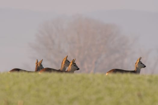 a group of roe deer in a field in autumn