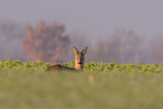 a Adult roe deer doe sits on a frozen field in winter