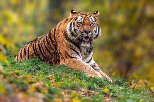 a handsome young tiger is lying around and relaxing