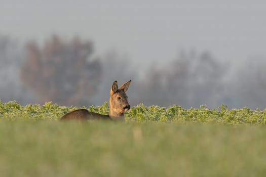 a Adult roe deer doe sits on a frozen field in winter