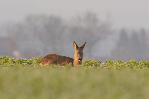 a Adult roe deer doe sits on a frozen field in winter