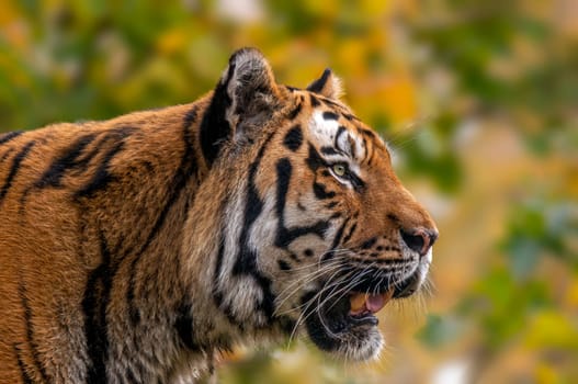 one portrait of a very pretty young tiger