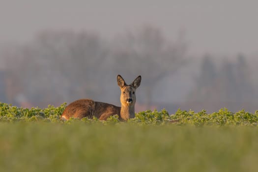 a Adult roe deer doe sits on a frozen field in winter