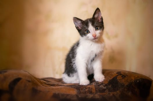 a young cute kitten curiously looks at the camera