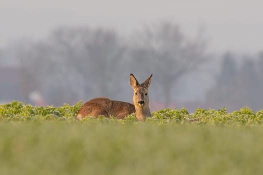 a Adult roe deer doe sits on a frozen field in winter