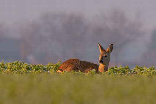 a Adult roe deer doe sits on a frozen field in winter