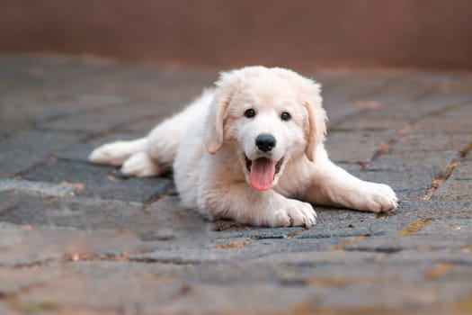 one handsome young kuvasz livestock guardian dog