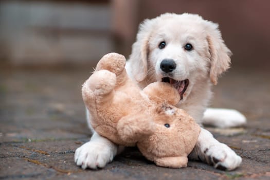 one handsome young kuvasz livestock guardian dog