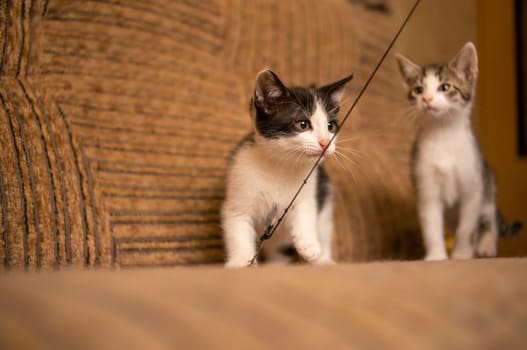 playful young kitten siblings romping around