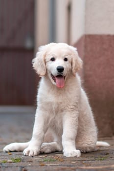 one handsome young kuvasz livestock guardian dog