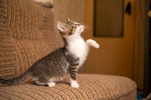 a young cute kitten playing with his human