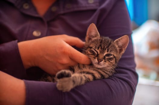 a young cute kitten cuddles with his human