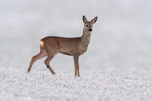 a young roebuck stands on a snowy field in winter