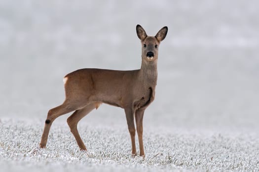 a young roebuck stands on a snowy field in winter