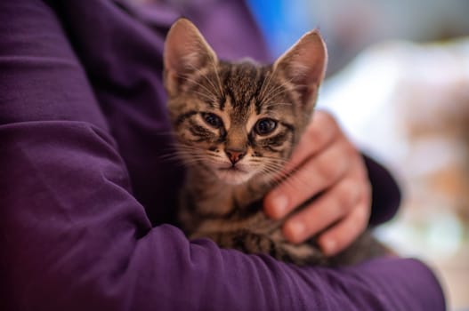 a young cute kitten cuddles with his human