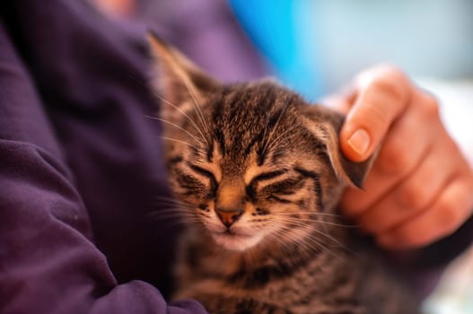 a young cute kitten cuddles with his human