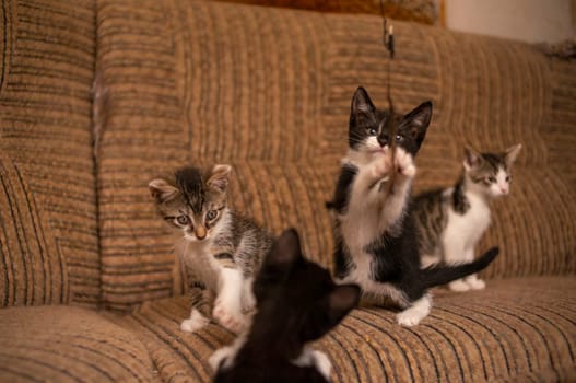 playful young kitten siblings romping around