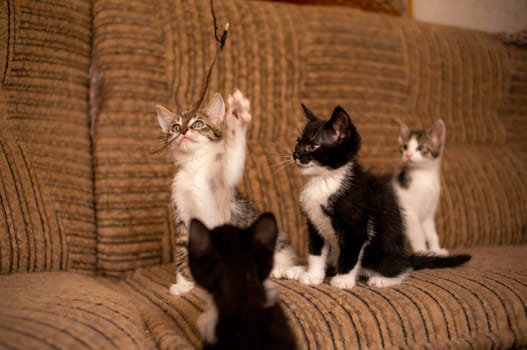 playful young kitten siblings romping around