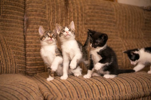 playful young kitten siblings romping around