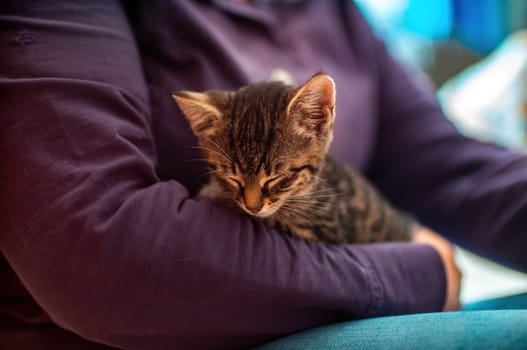 a young cute kitten cuddles with his human