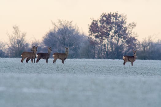 a group of deer in a field in winter