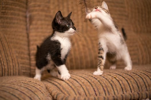 playful young kitten siblings romping around