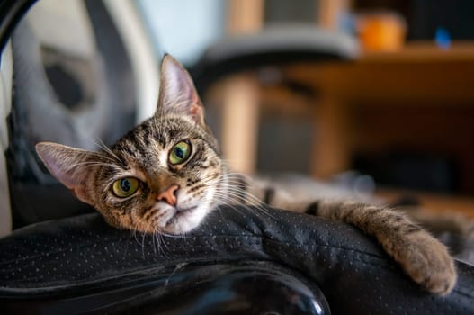 young pretty adult cat looks relaxed at the camera