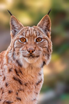 a handsome lynx stays in colorful spring forest
