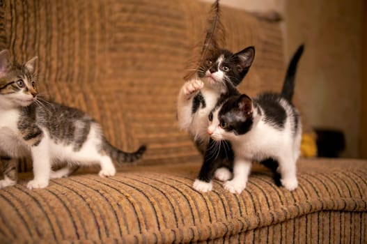playful young kitten siblings romping around
