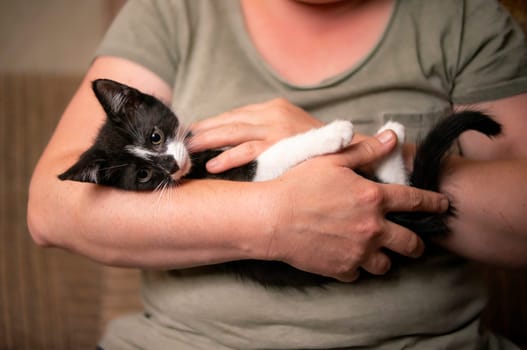 a young cute kitten cuddles with his human