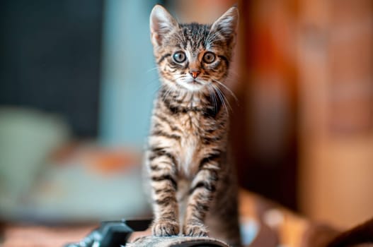 a young cute kitten curiously looks at the camera