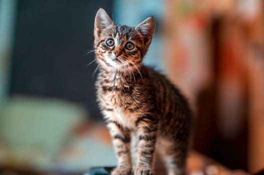 a young cute kitten curiously looks at the camera