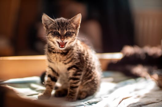 one young cute kitten meows at the camera