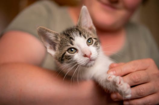 a young cute kitten cuddles with his human