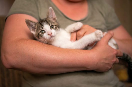 a young cute kitten cuddles with his human