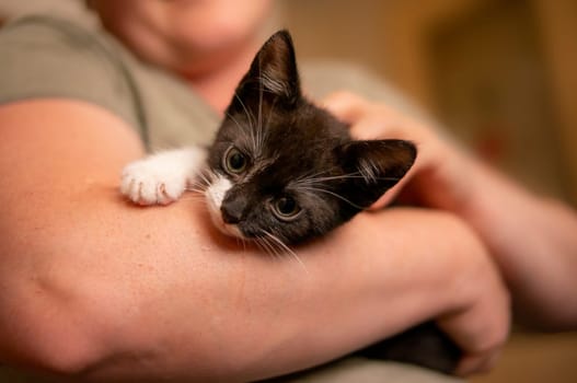 a young cute kitten cuddles with his human