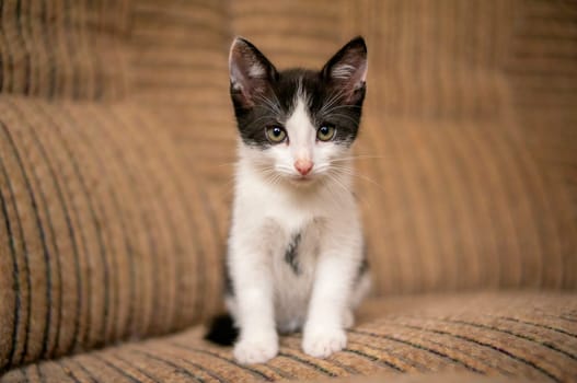 a young cute kitten curiously looks at the camera