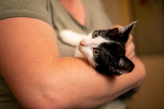 a young cute kitten cuddles with his human