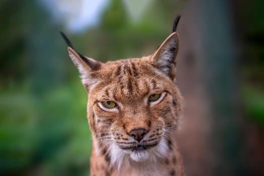 a handsome lynx stays in colorful spring forest